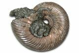 Iridescent, Pyritized Ammonite (Quenstedticeras) Fossil - Russia #336210-1
